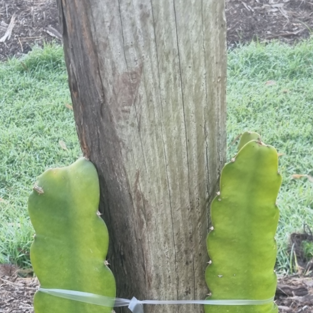 Sugar Bomb Dragon fruit