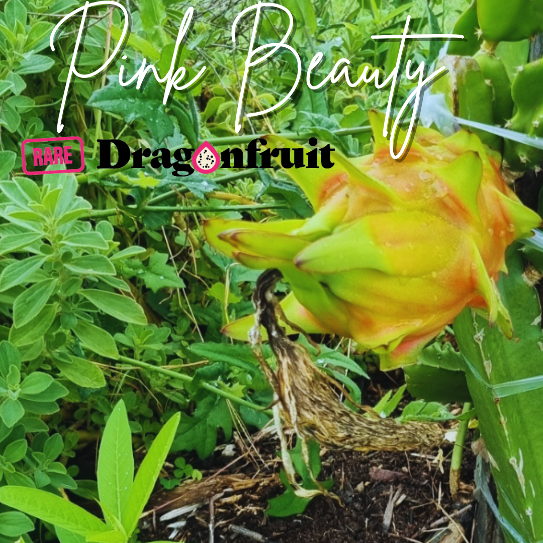 Pink Beauty Dragon Fruit