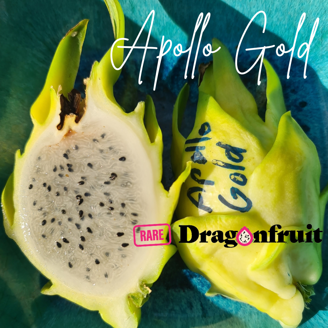 Apollo Gold  Dragon Fruit