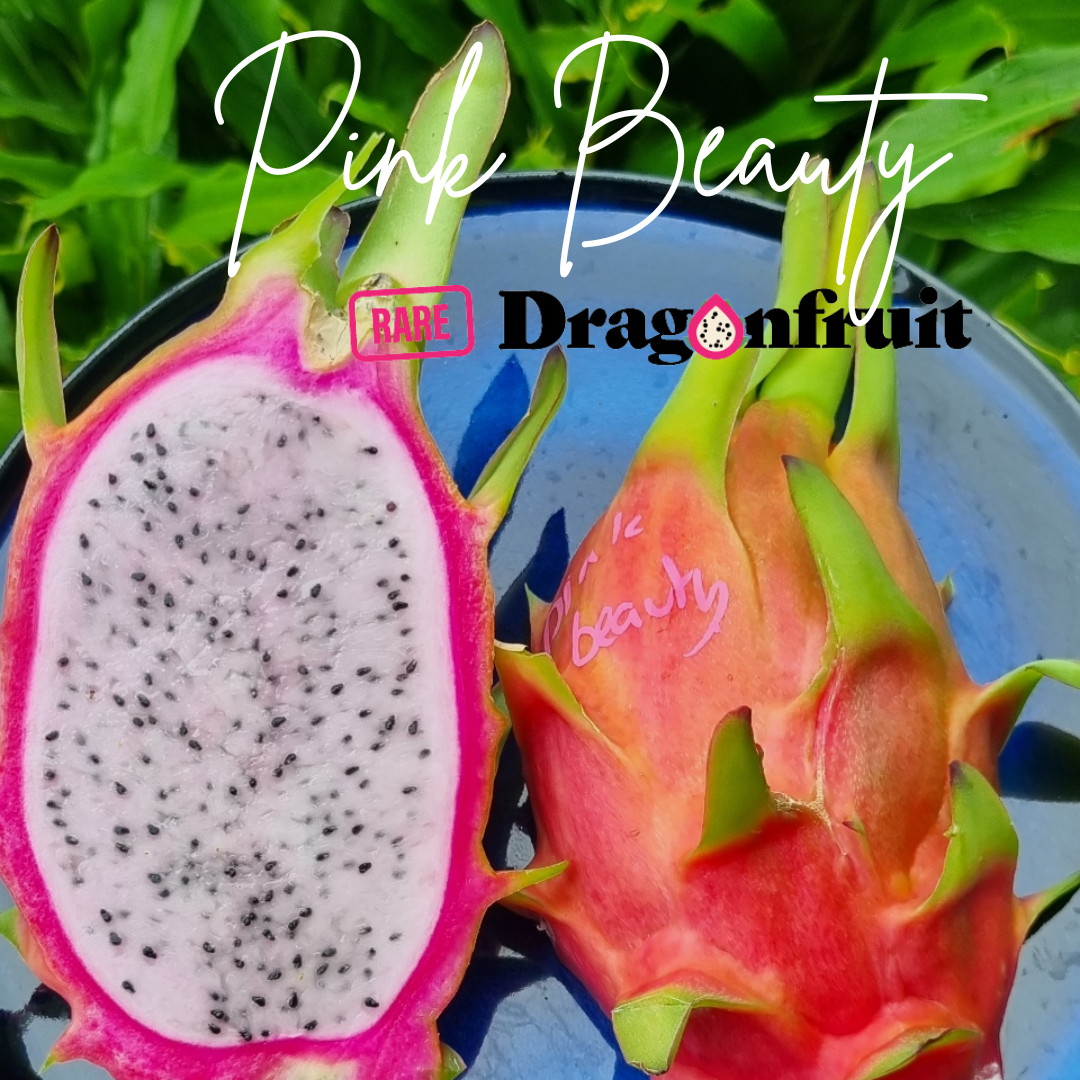 Pink Beauty Dragon Fruit