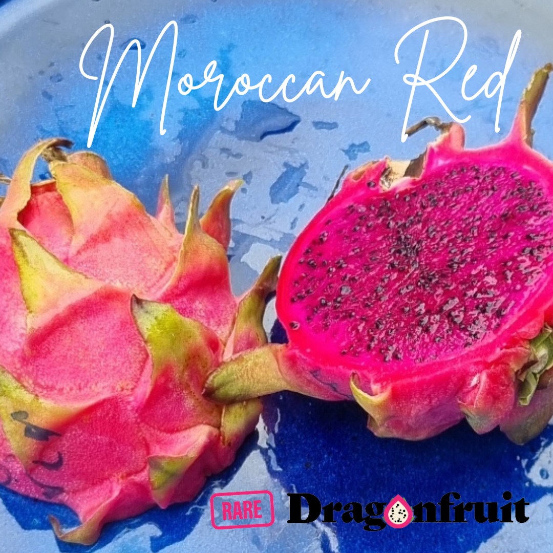 Moroccan Red dragon fruit