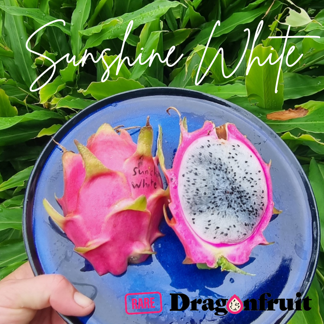 Sunshine White dragon fruit