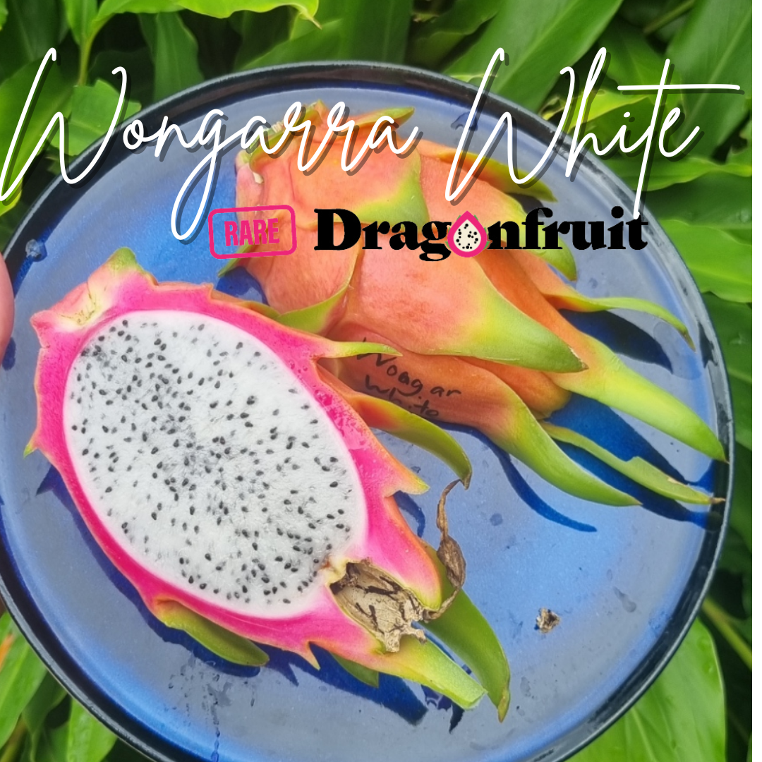 Wongarra White  Dragon Fruit plant