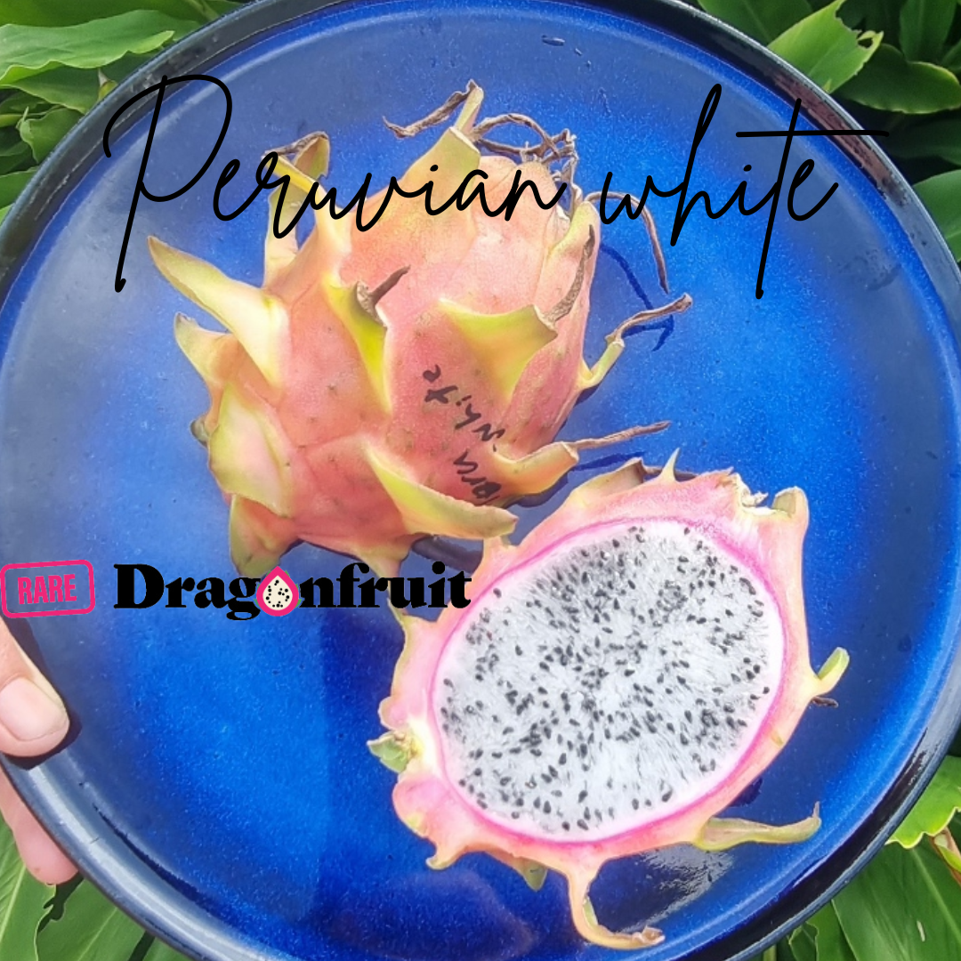 Real Froot Blue Dragon Fruit Real