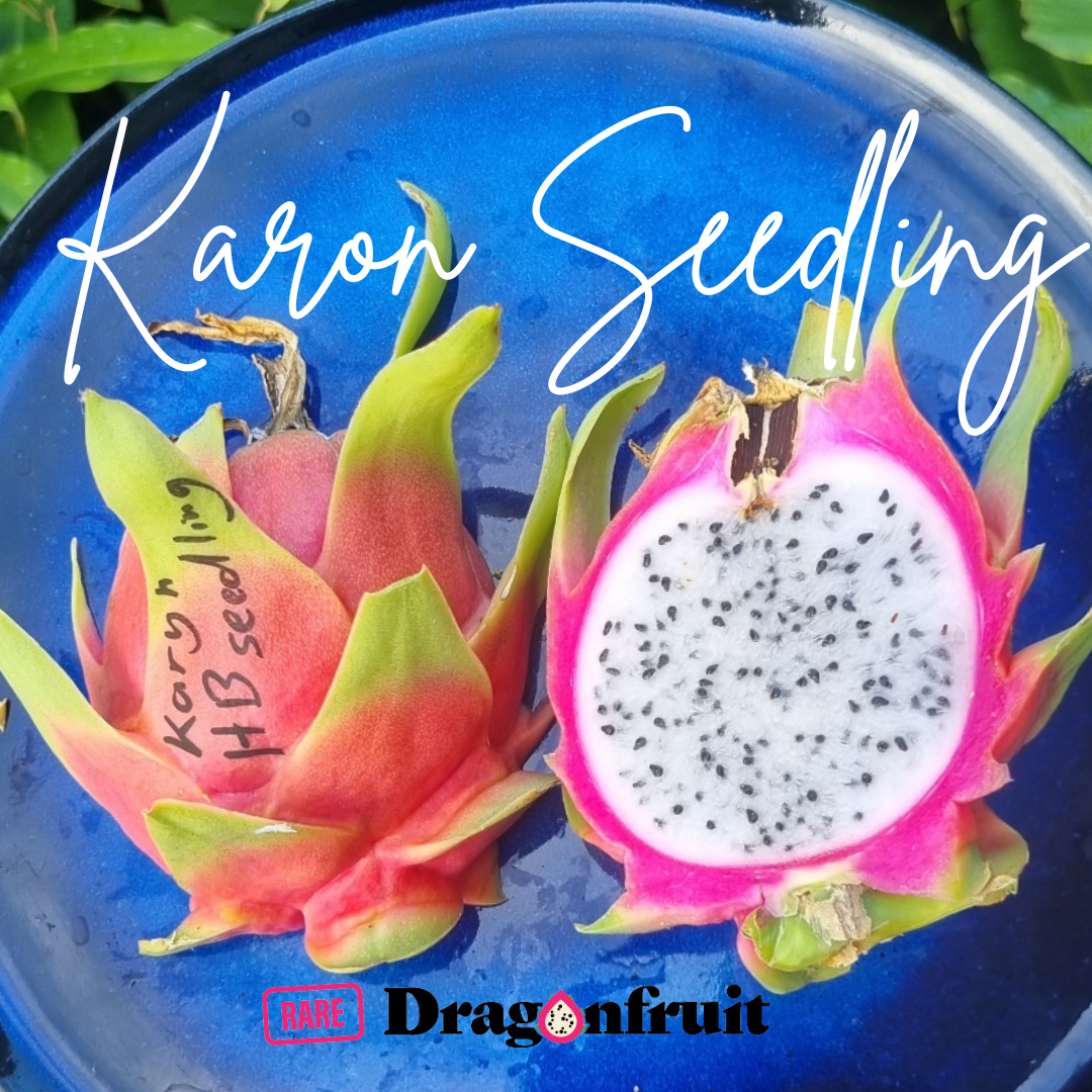Karon&#39;s seedling Dragon Fruit