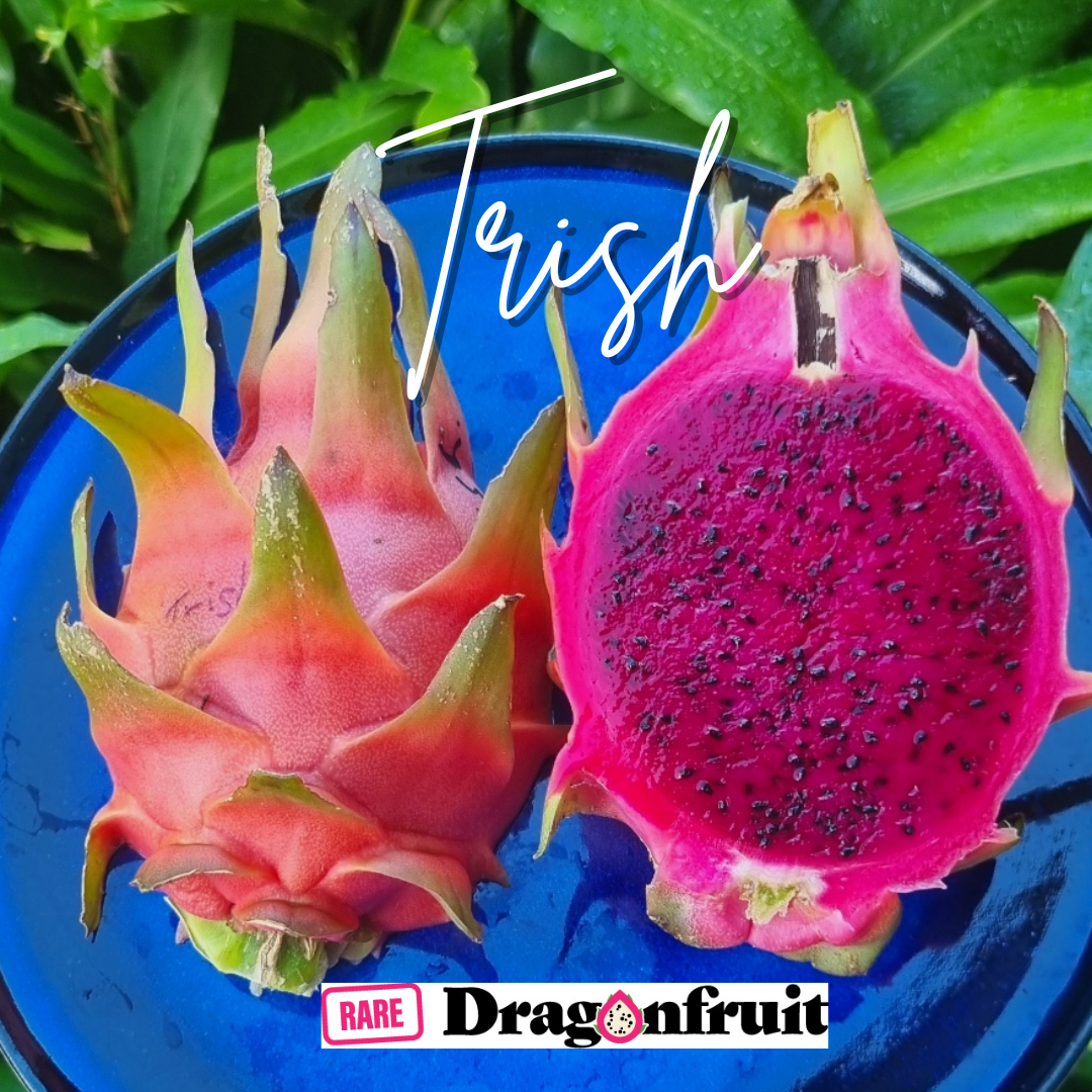 Trish Commercial Red Dragon Fruit