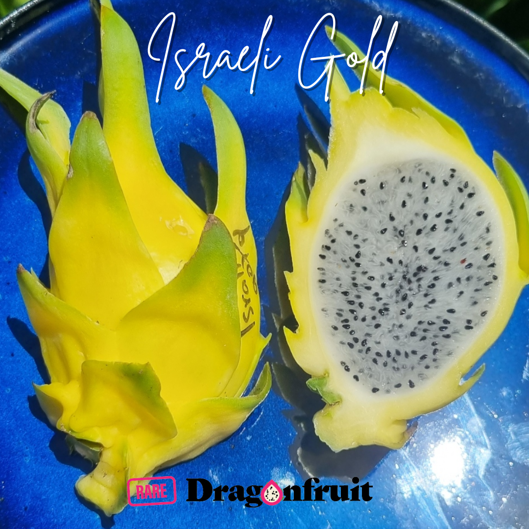 Israeli Gold Dragon Fruit