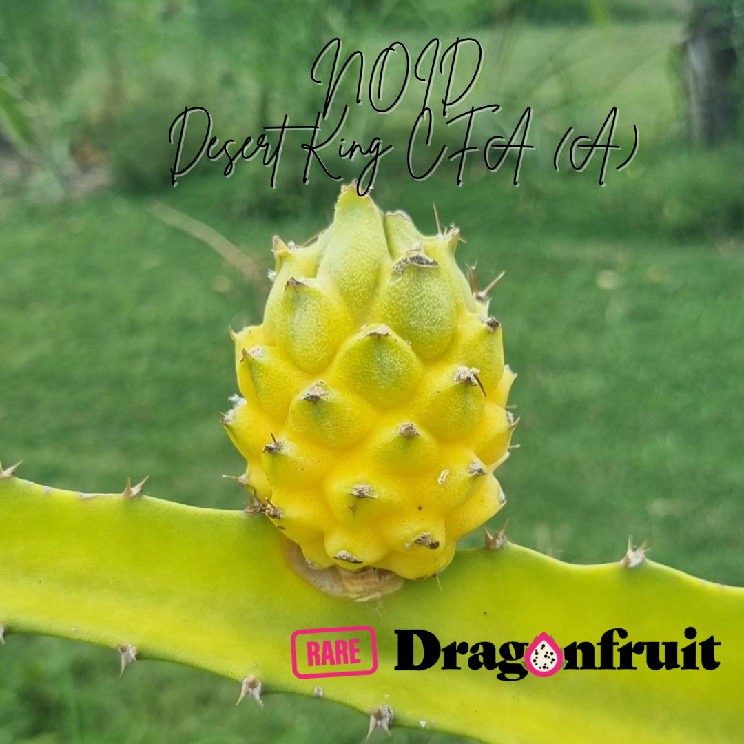 NOID Desert King  Dragon Fruit Plant  (CFA) (A)