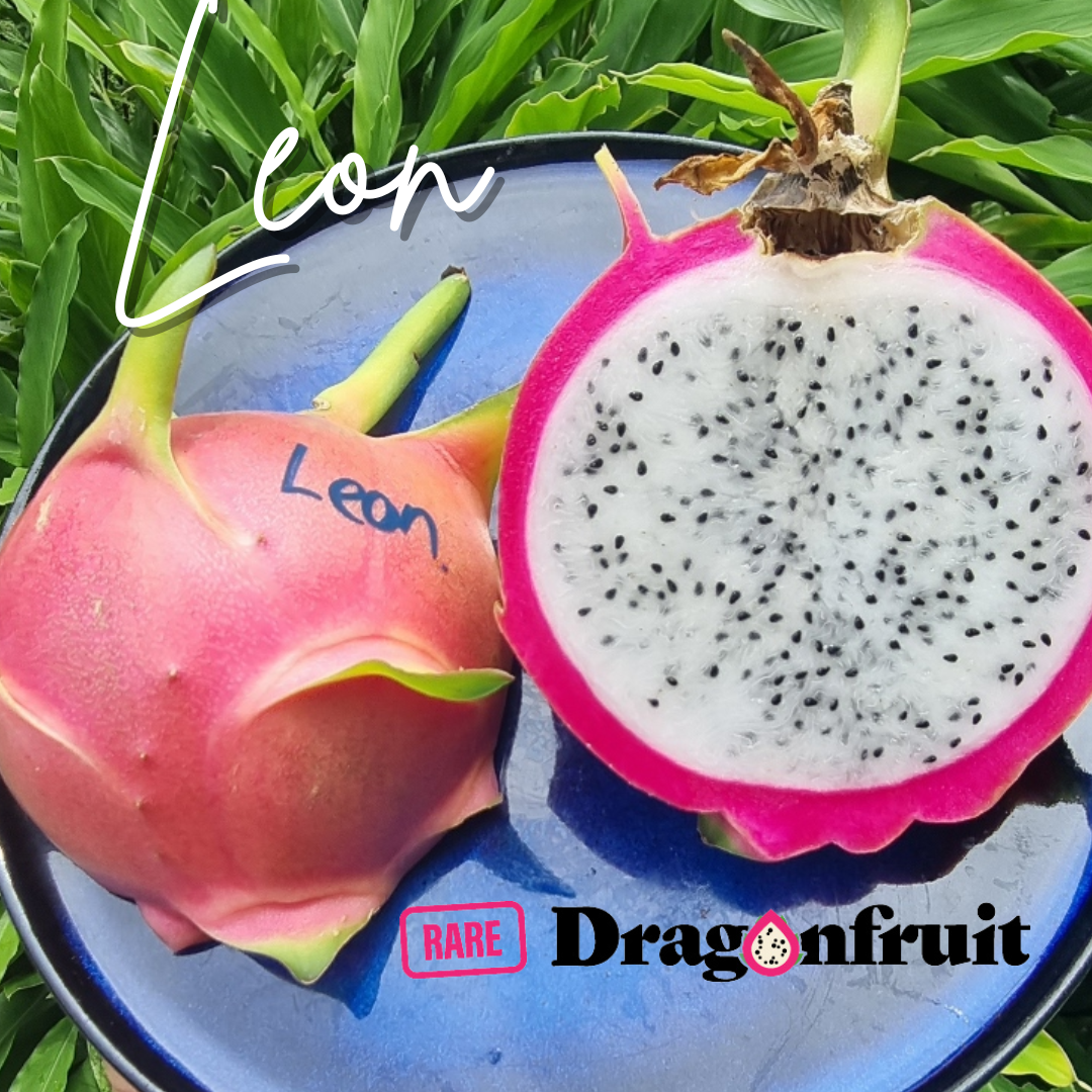 Leon- Hylocereus Undatas Thailand Dragon Fruit