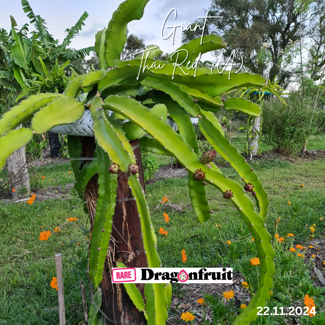 Giant Thai Red Dragon Fruit (A)