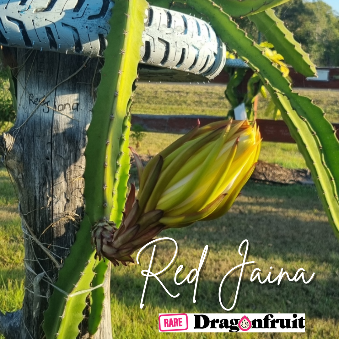 Red Jaina Dragon Fruit Variety (B)