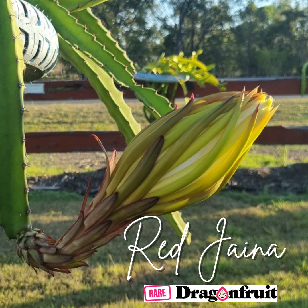 Red Jaina Dragon Fruit Variety (B)