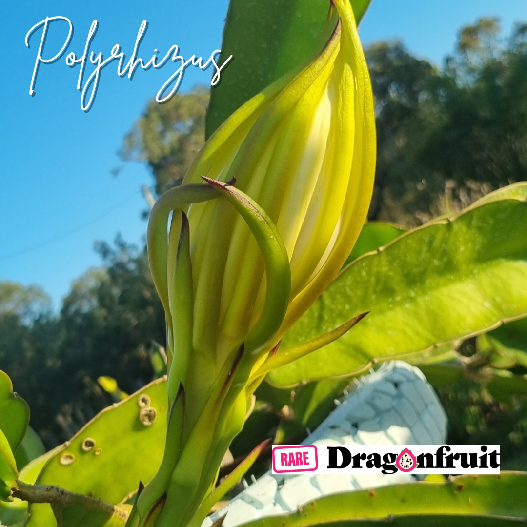 Polyrhizus Dragon Fruit Plant