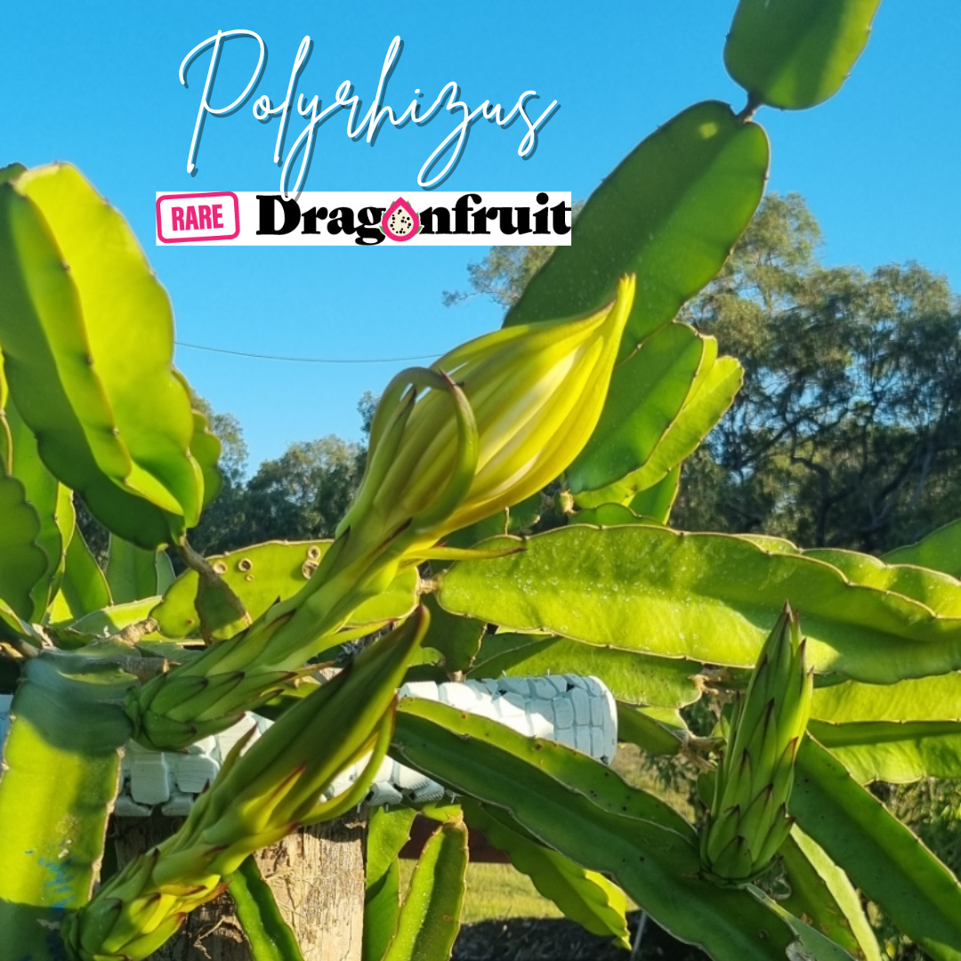 Polyrhizus Dragon Fruit Plant