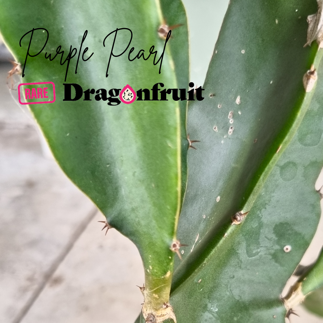 Purple Pearl Dragon Fruit Plant