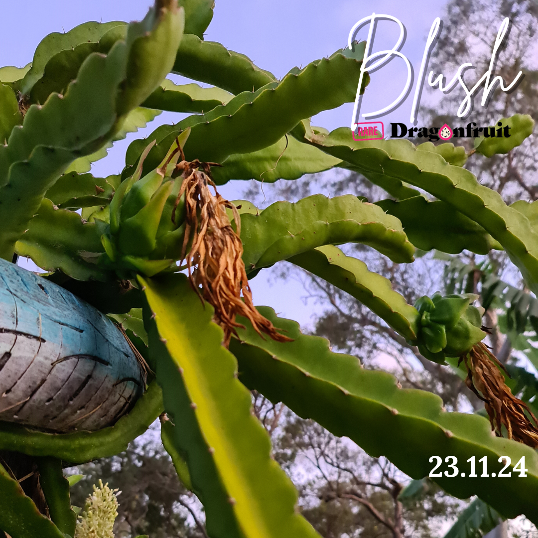 Blush-H. Undatus X H. guatemalensis Australian Dragon Fruit