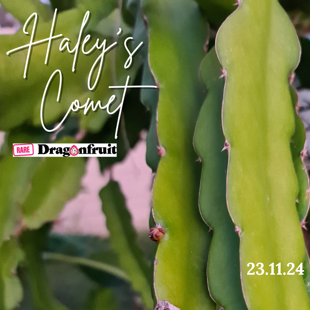 Halley’s / Haley&#39;s Comet Dragon Fruit