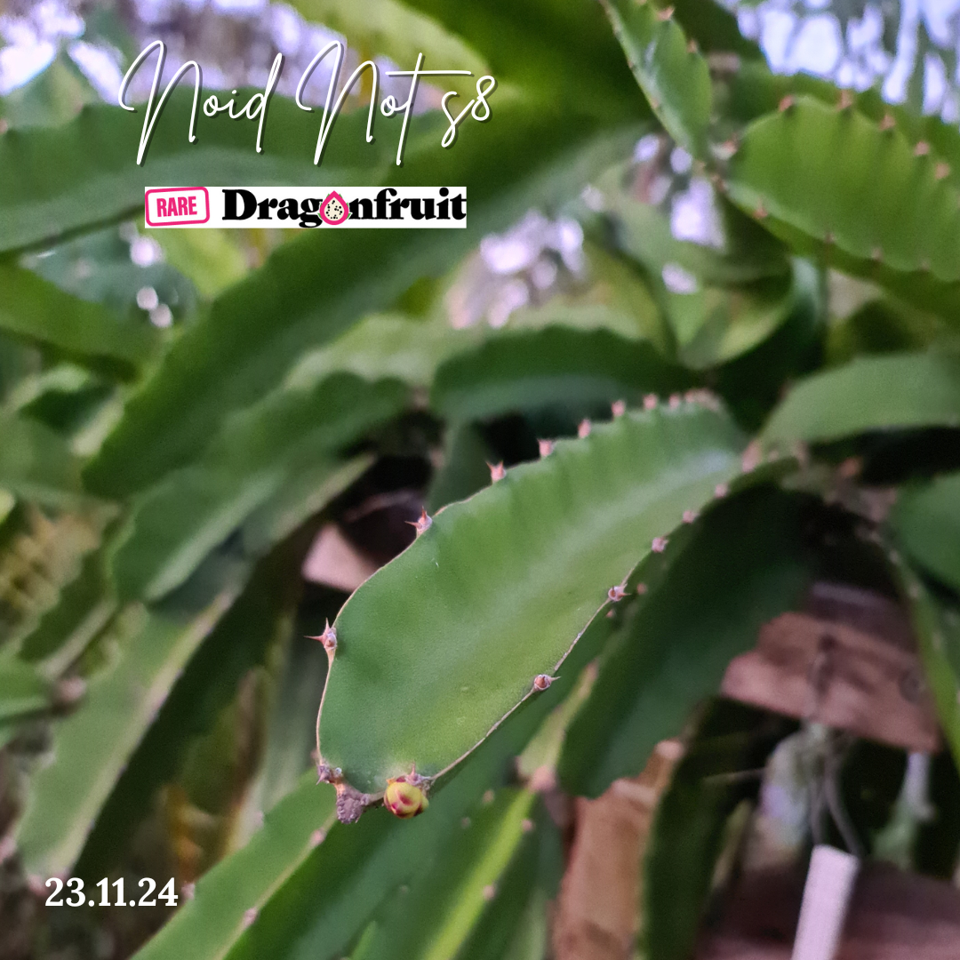 NOID Not S8- Hylocereus Hybrid USA Dragon fruit