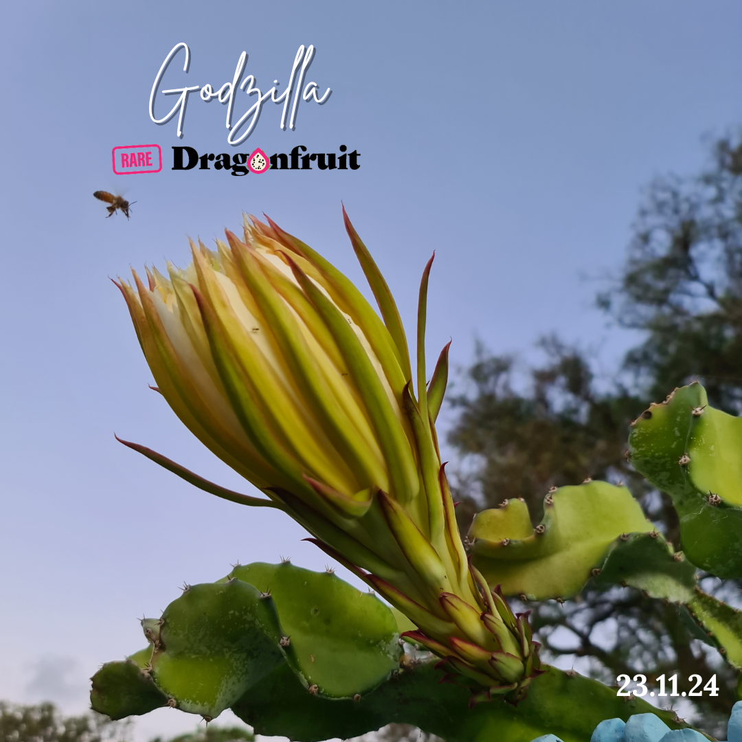 Godzilla Dragon Fruit - Rare Dragon Fruit