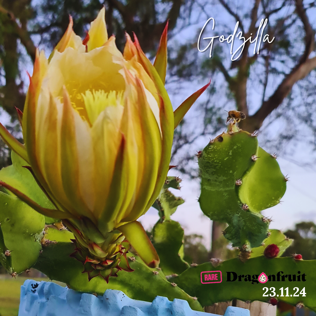 Godzilla Dragon Fruit - Rare Dragon Fruit