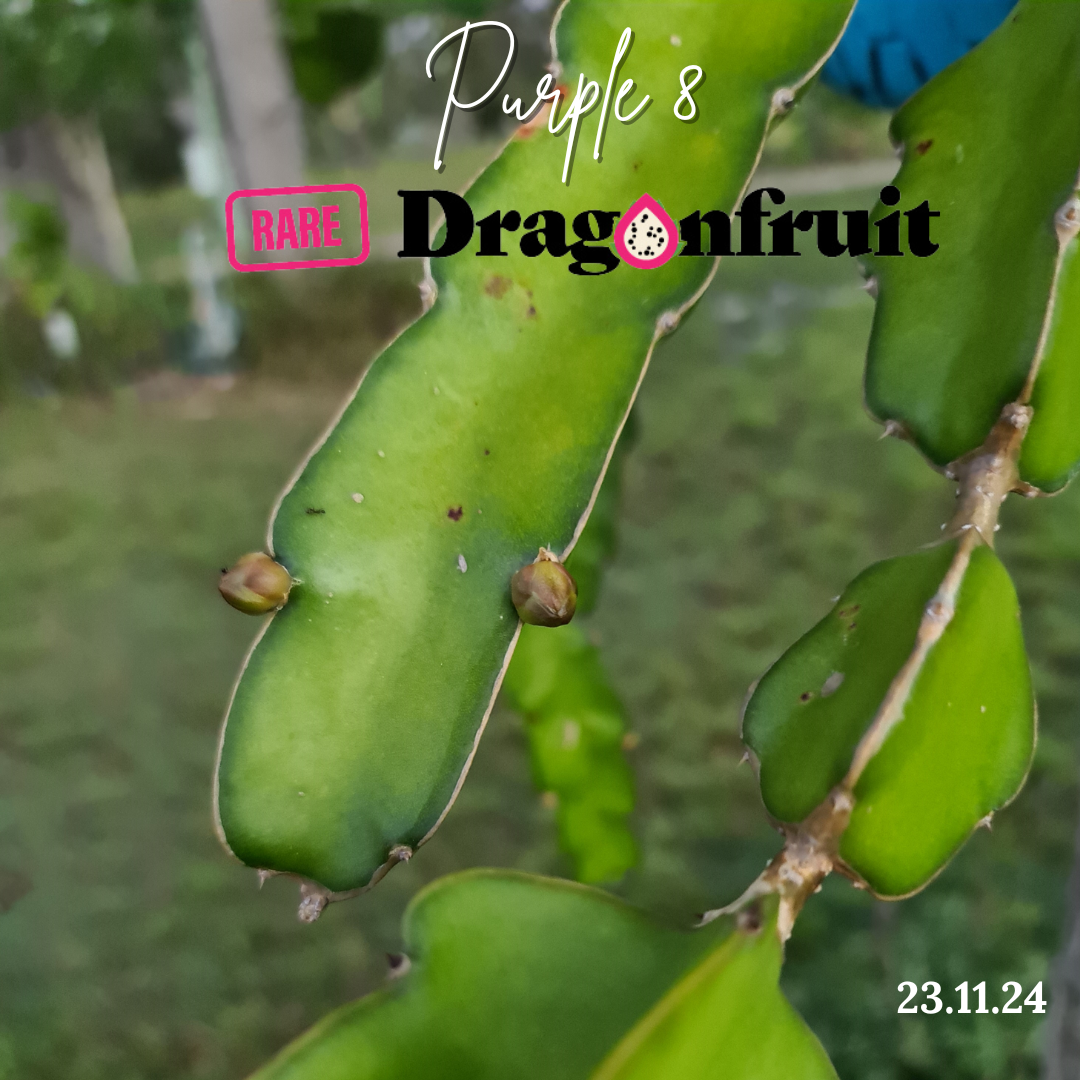 Purple 8 Dragon Fruit