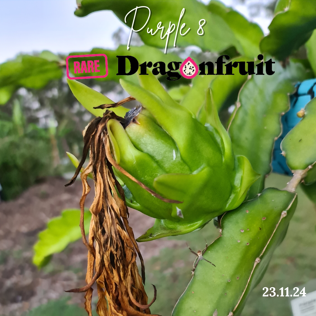 Purple 8 Dragon Fruit
