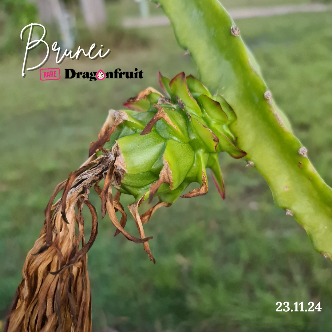 Brunei  Dragon Fruit (purple bloom)- H. stenopterus X H. undatus Germany *