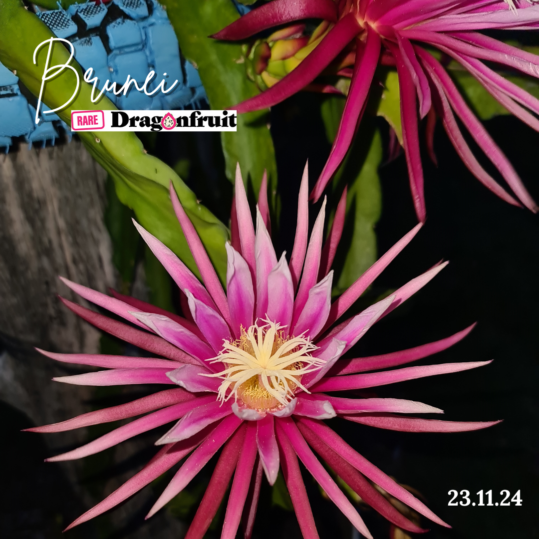 Brunei  Dragon Fruit (purple bloom)- H. stenopterus X H. undatus Germany *