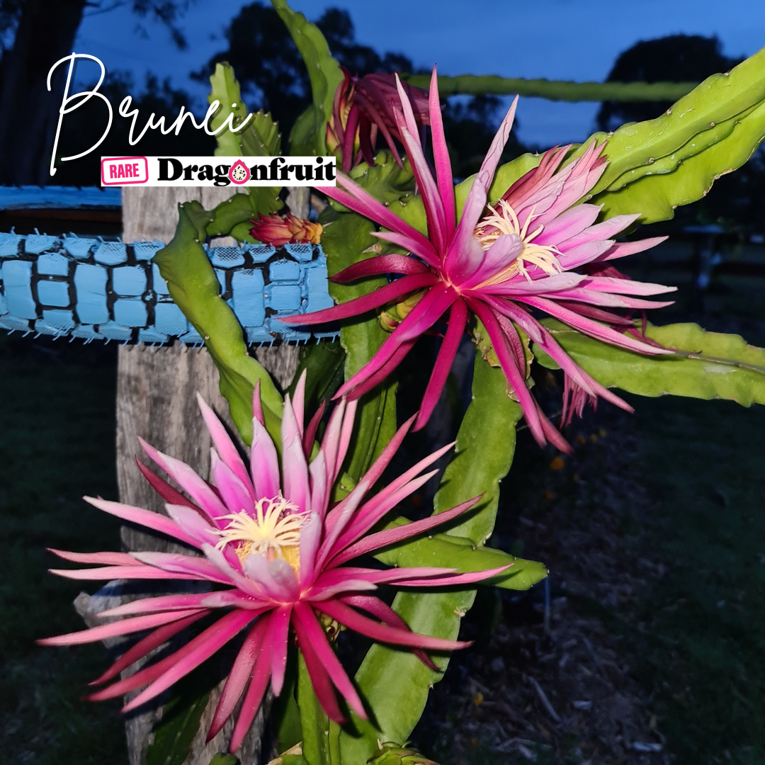 Brunei  Dragon Fruit (purple bloom)- H. stenopterus X H. undatus Germany *