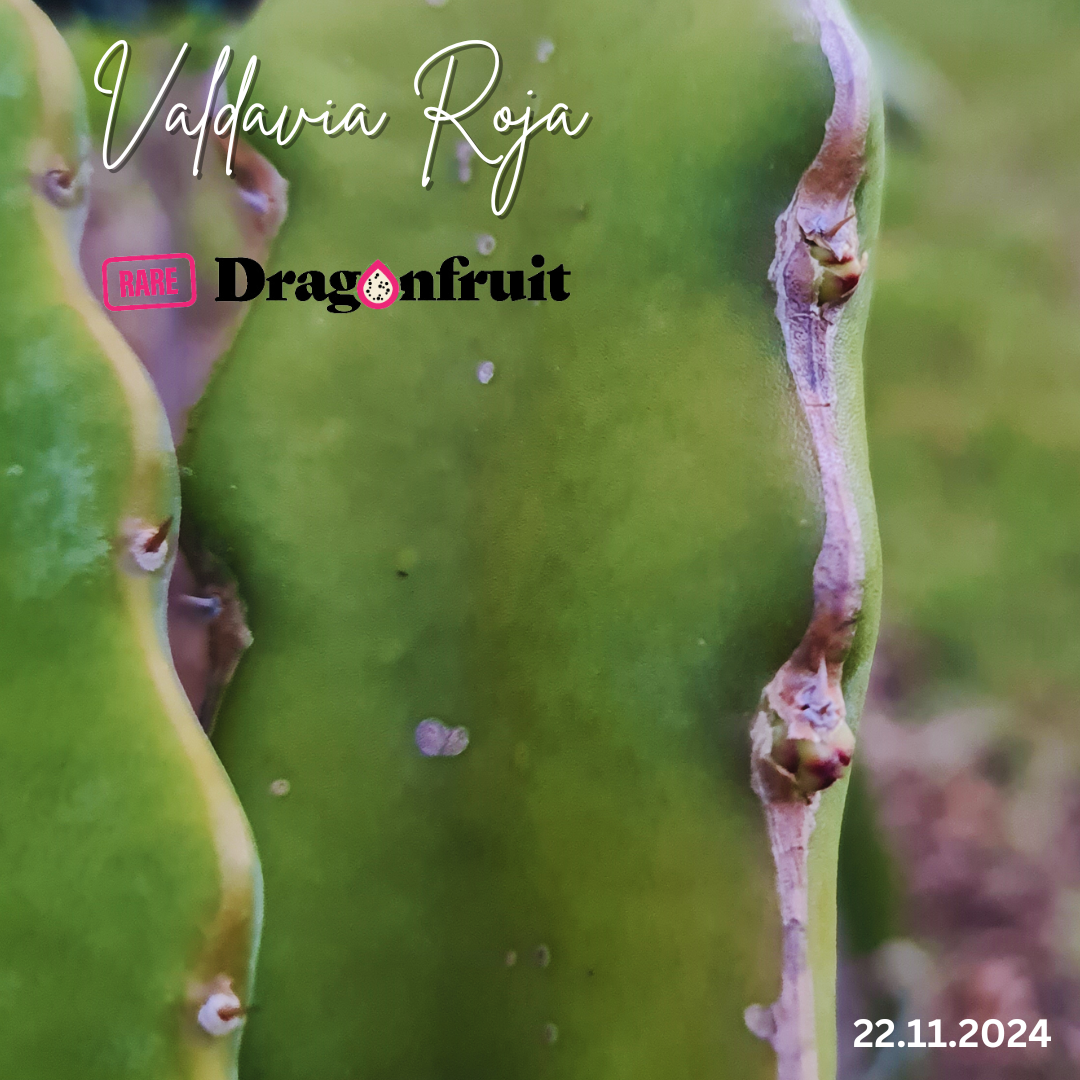 VALDAVIA ROJA Dragon Fruit