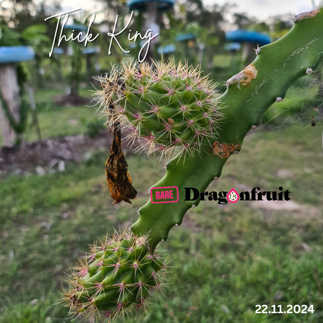 Thick King -  Cerrado Giant Dragon Fruit