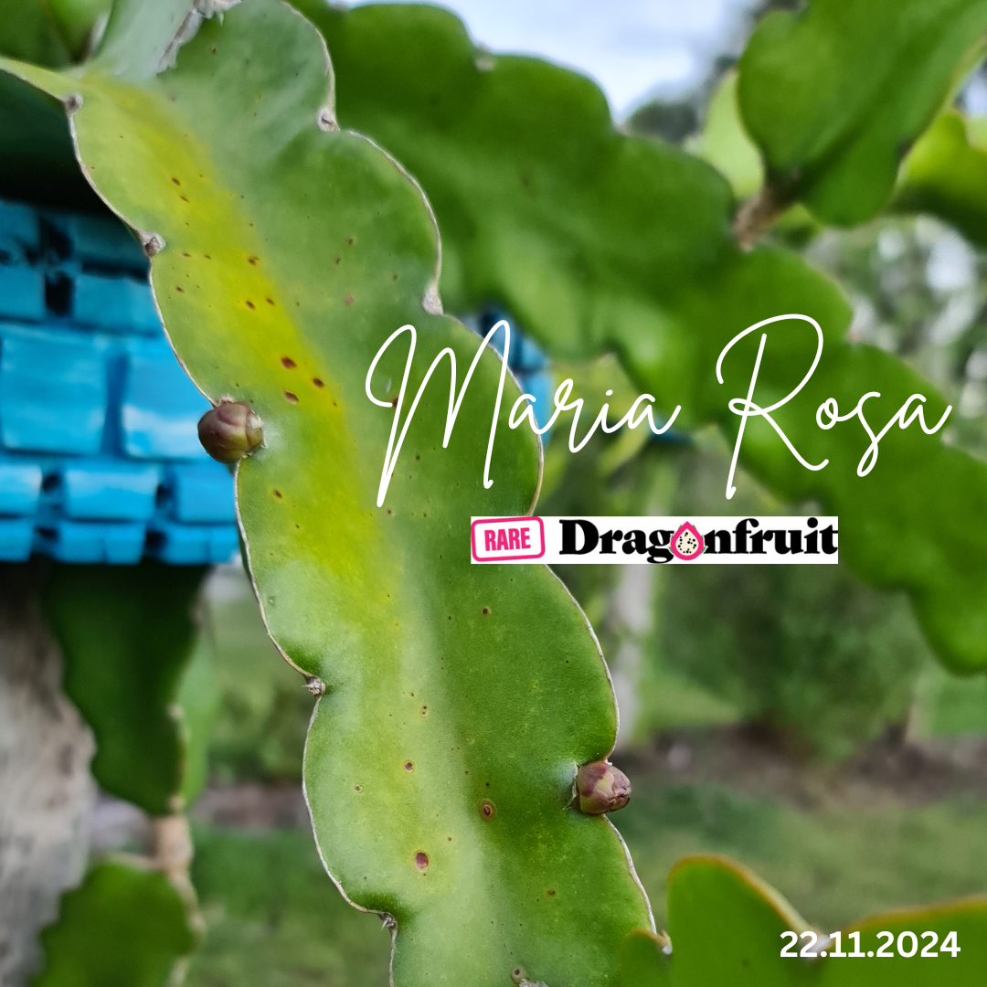 Maria Rosa White  – H. undatus X H. guatemalensis R5