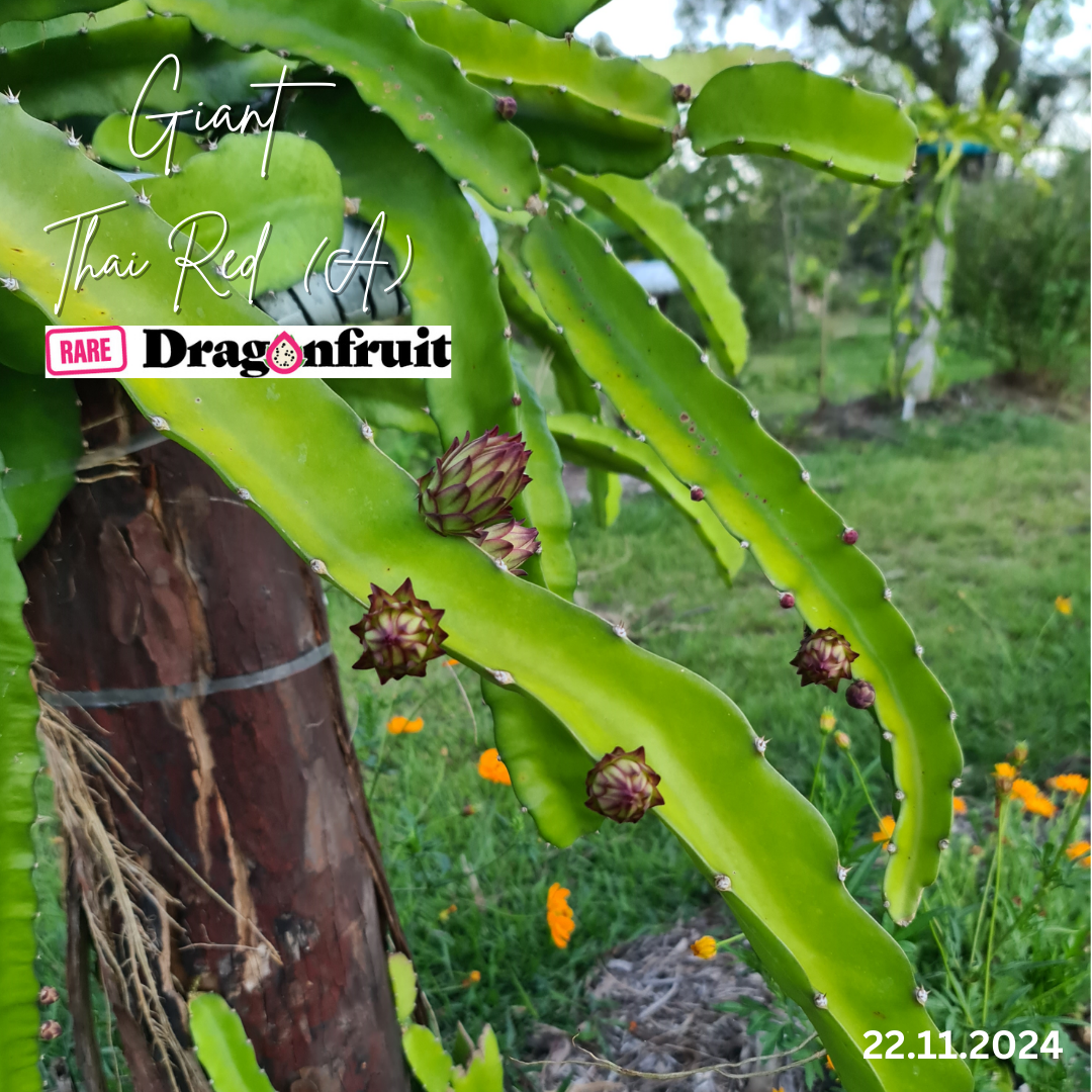 Giant Thai Red Dragon Fruit (A)