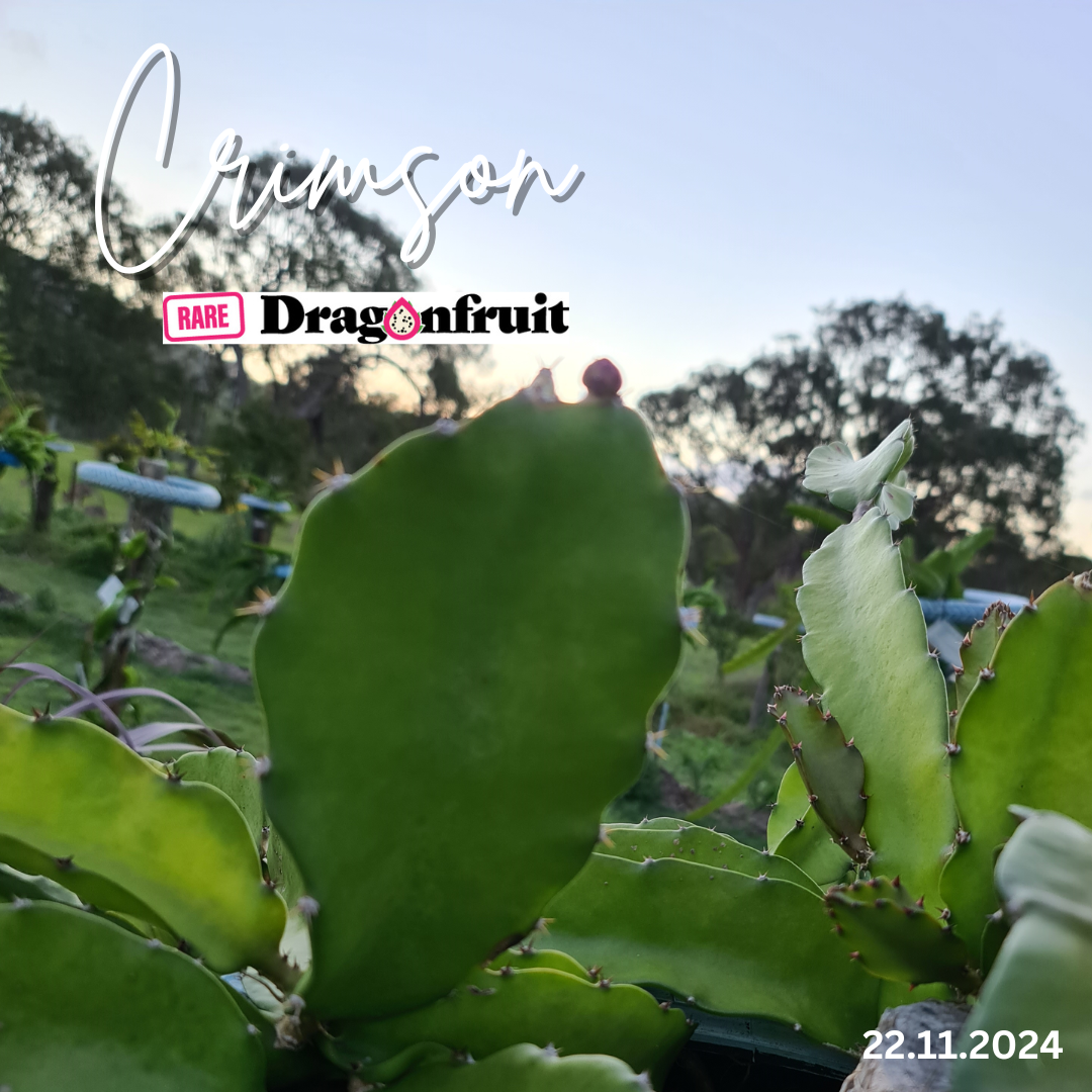Crimson Dragon fruit