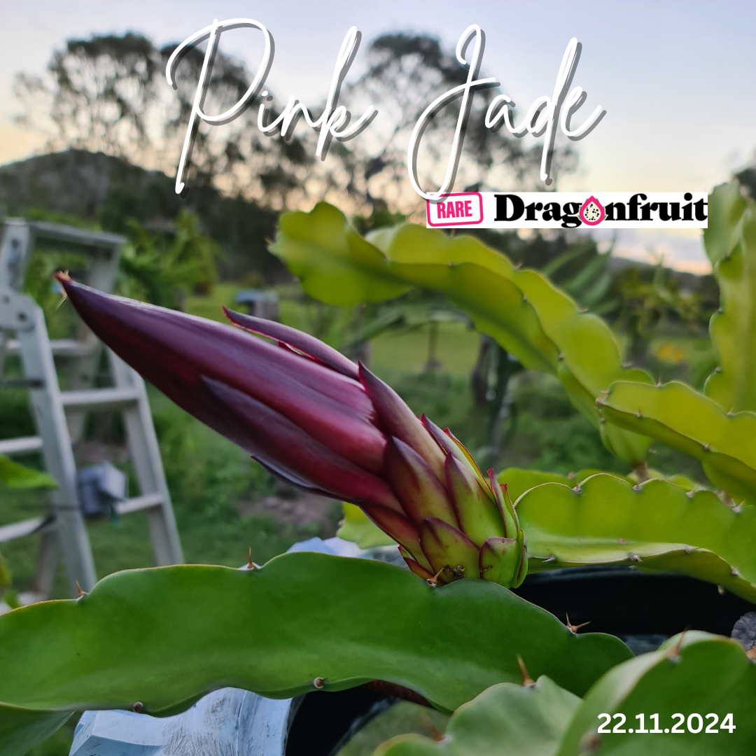 Pink Jade Dragon Fruit Plant