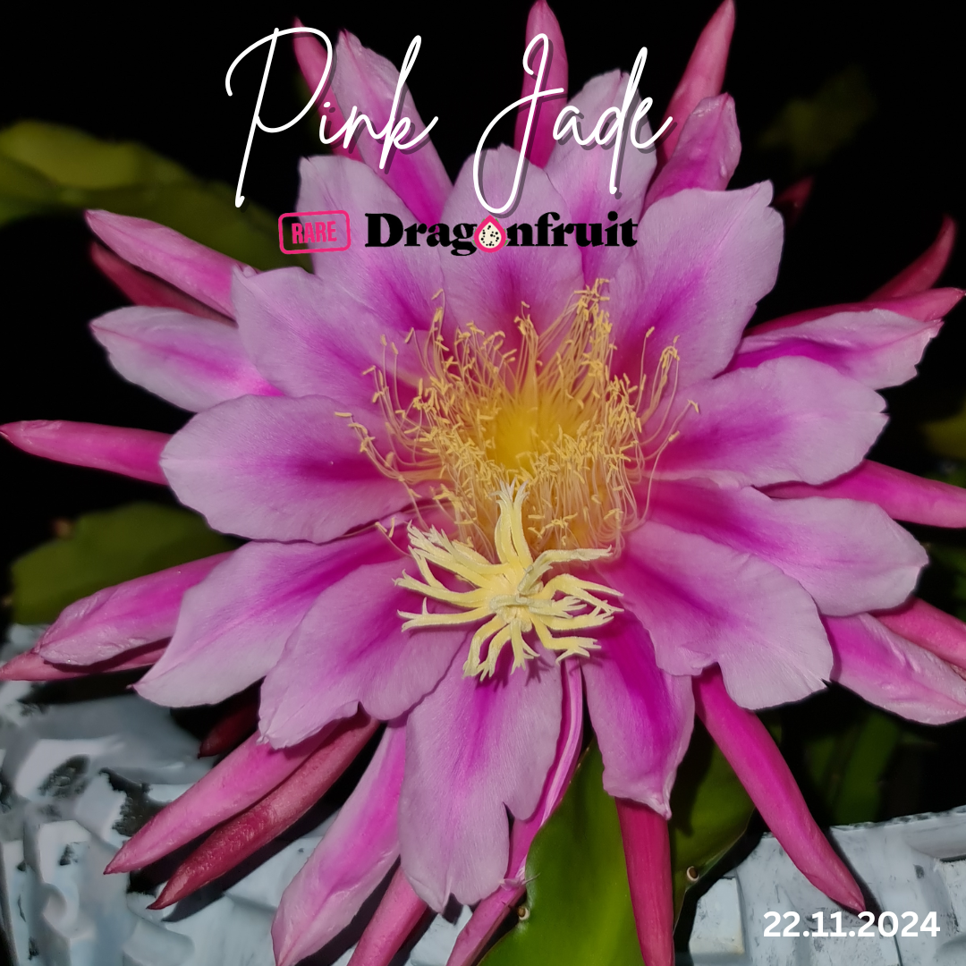 Pink Jade Dragon Fruit Plant
