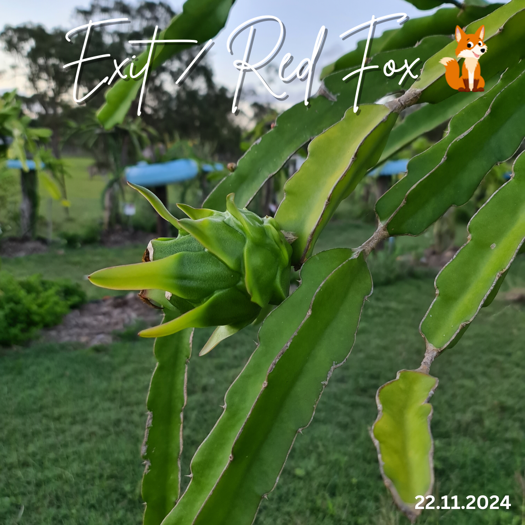 Red Fox / Exit  Dragon Fruit Plant