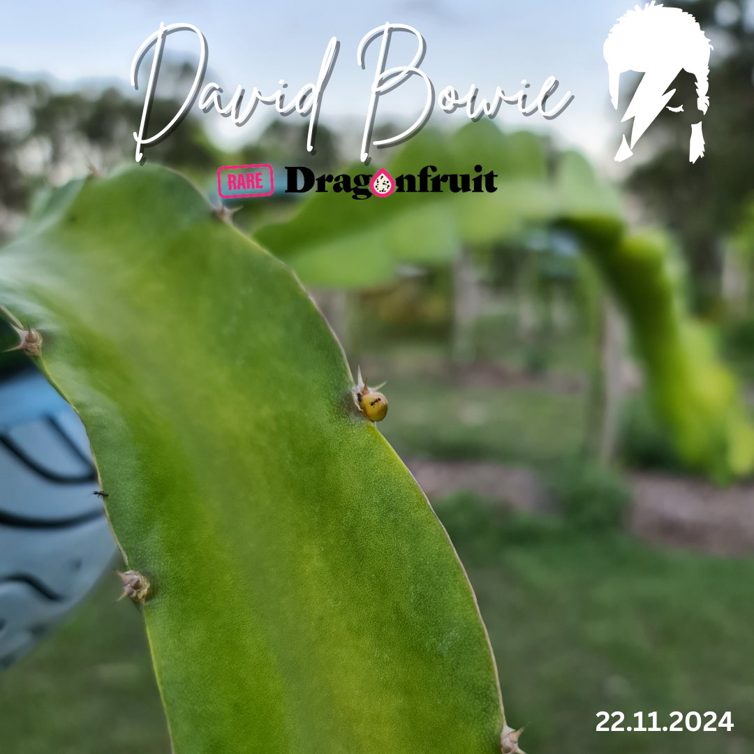 David Bowie Noid– Hylocereus undatus Dragon Fruit