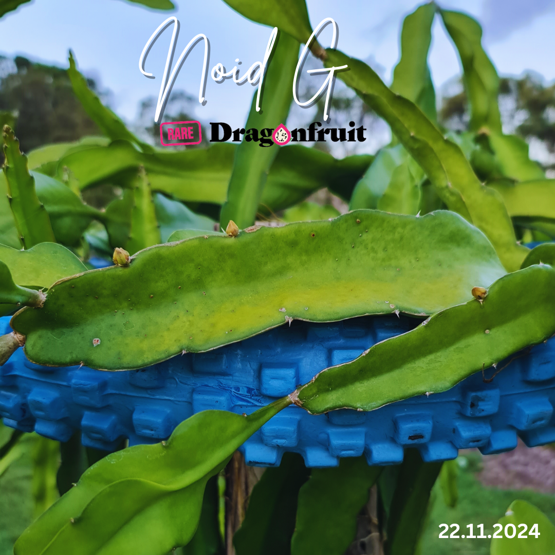 NOID G Dragon fruit