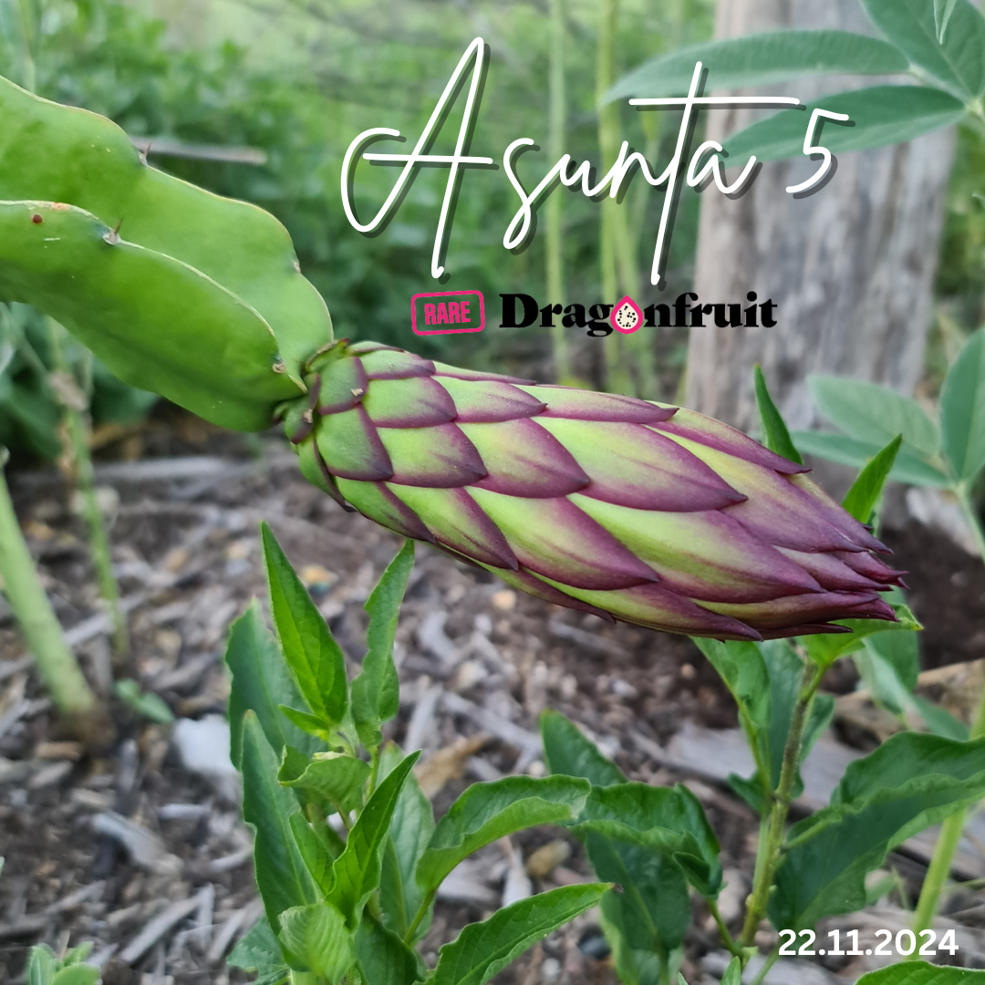 Asunta 5- A5 H. stenopterus X H. guatemalensis Dragon  Fruit Plant