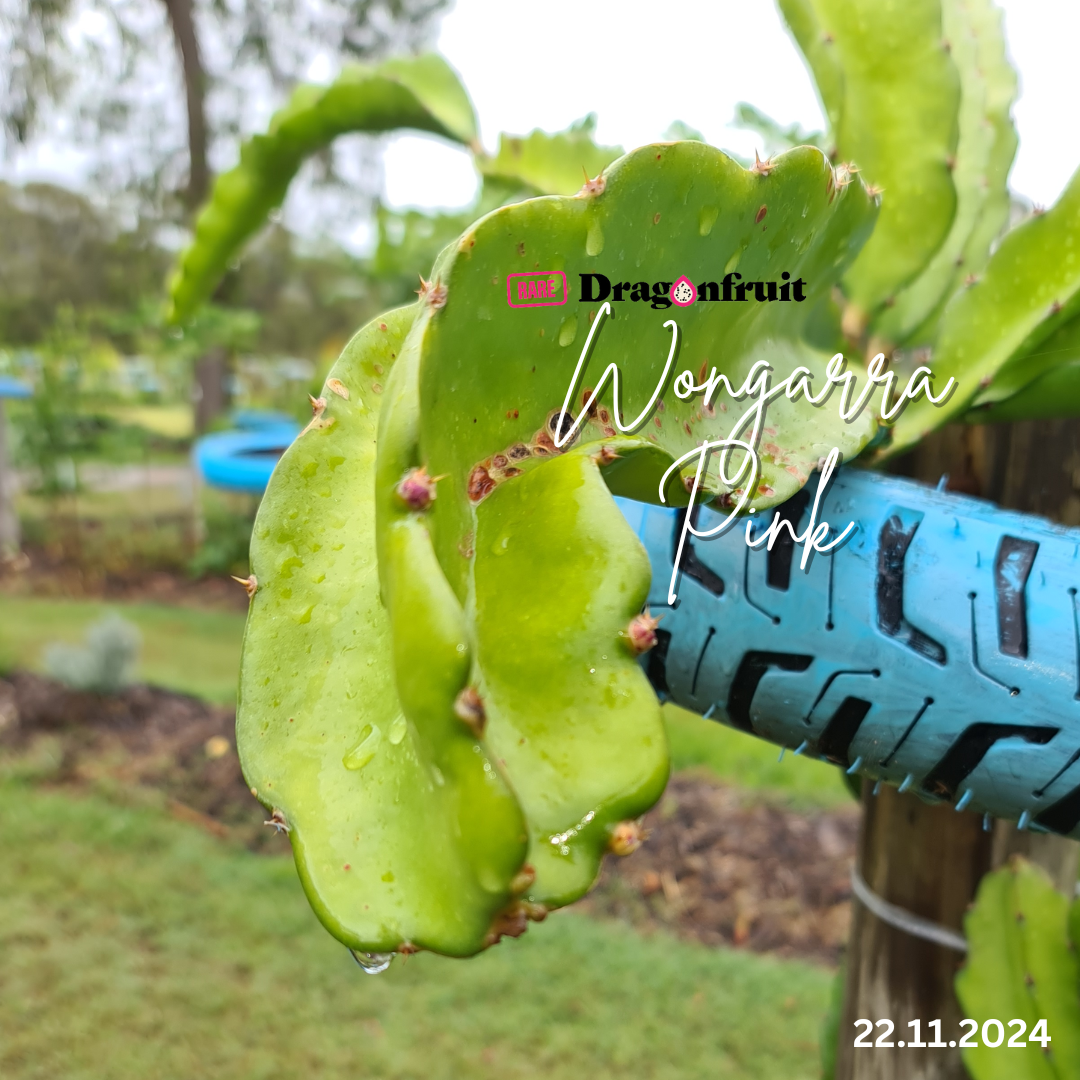 Wongarra Pink Dragon Fruit Variety