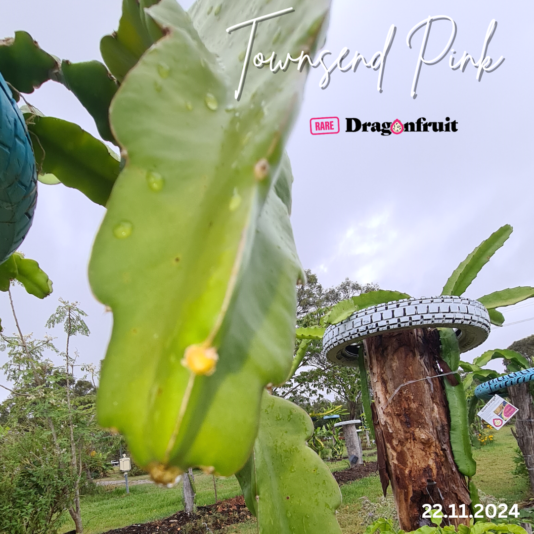 Townsend Pink – Hylocereus sp. Dragon fruit