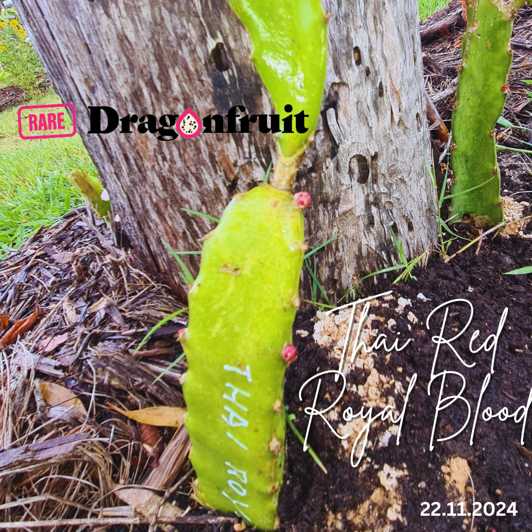 Thai Red Royal Blood Dragon Fruit (A)