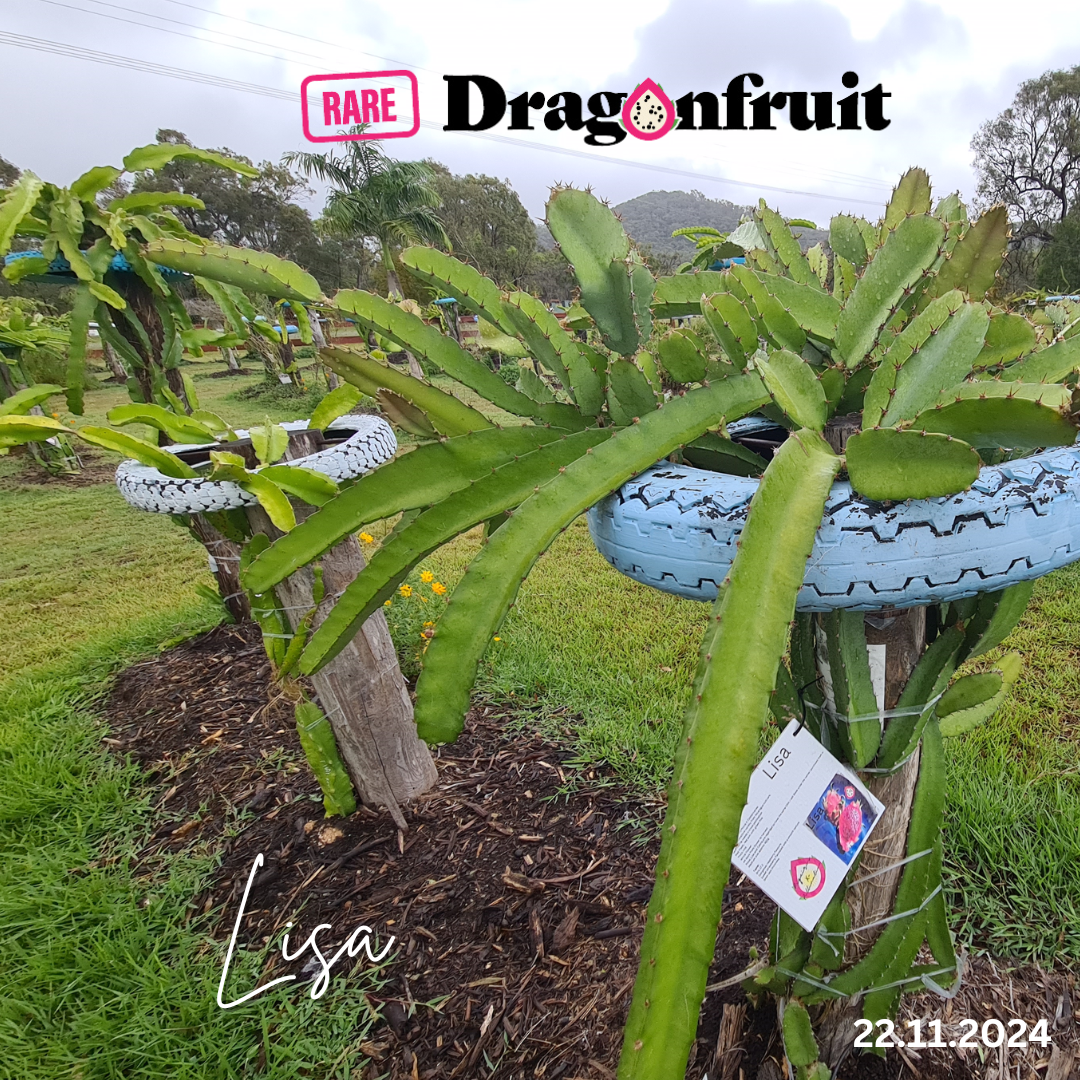 Lisa Dragon Fruit Plant