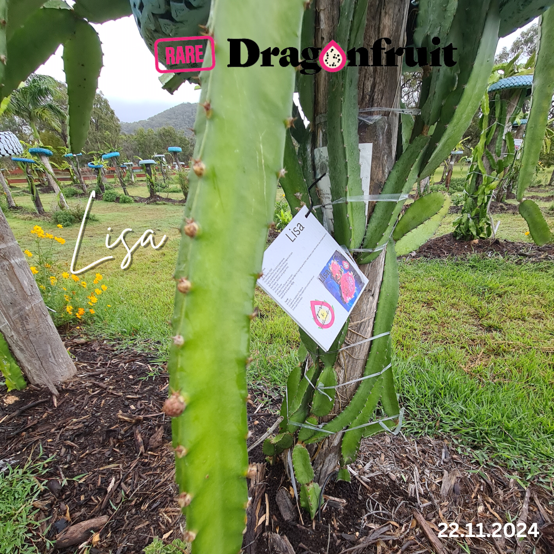 Lisa Dragon Fruit Plant