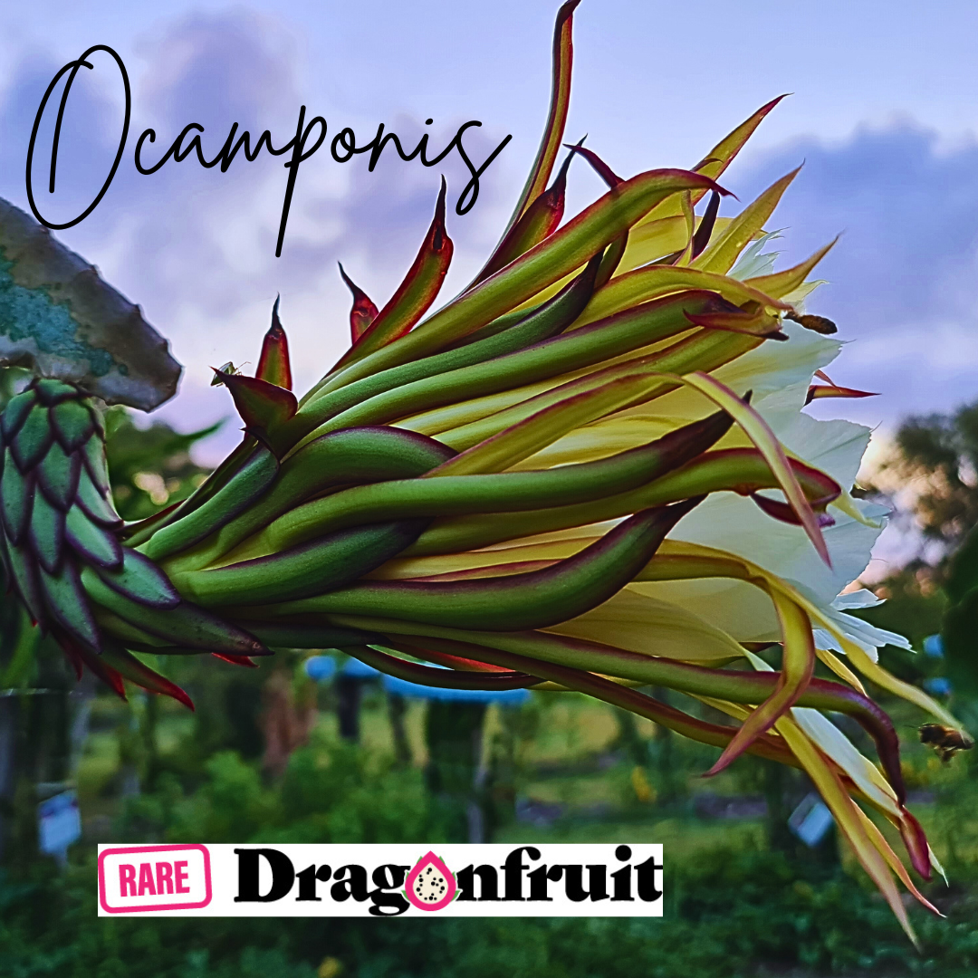 Ocamponis -Hylocereus ocamponis Illonois  Dragon Fruit Plant