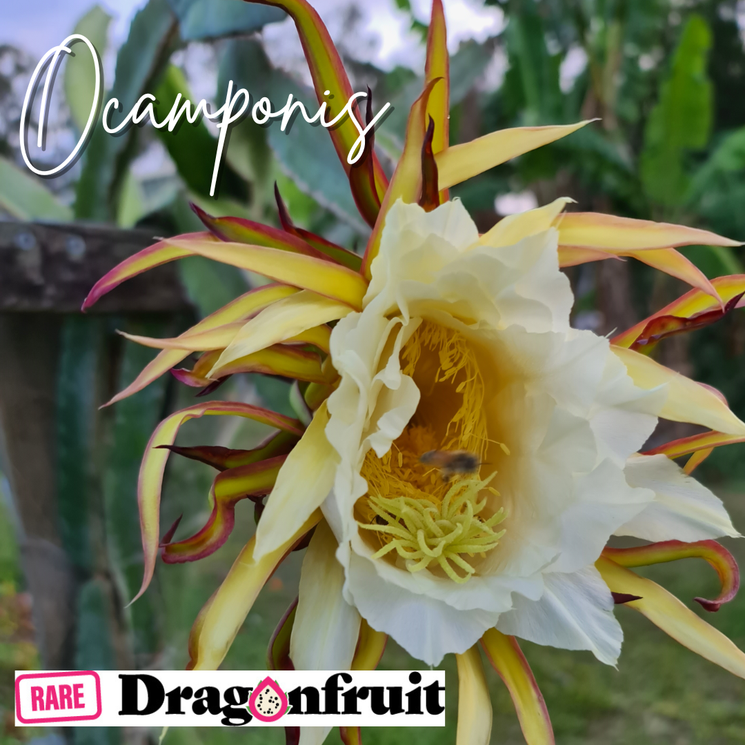 Ocamponis -Hylocereus ocamponis Illonois  Dragon Fruit Plant