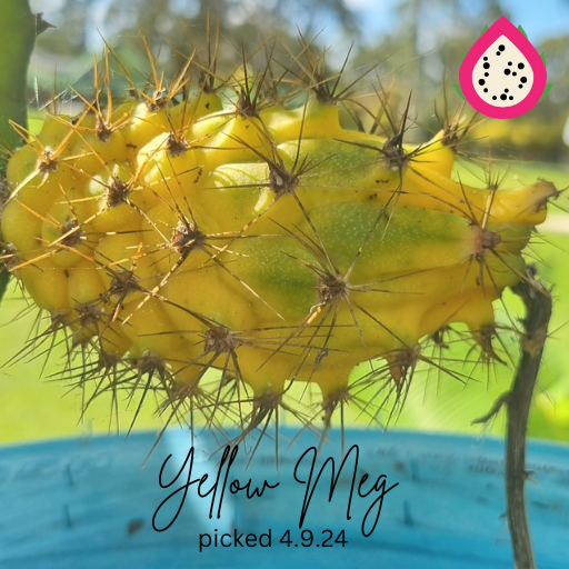 Yellow Dragon- Yellow Megalanthus- Selenicereus Megalanthus Colombian Dragon Fruit - Rare Dragon Fruit