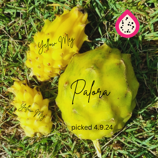 Palora Dragon Fruit - Rare Dragon Fruit