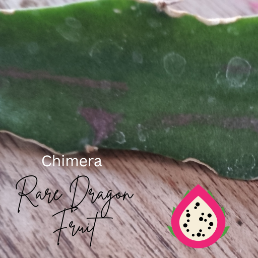 Chimera Dragon Fruit Red variegation